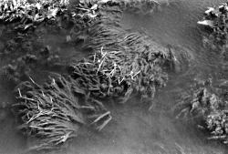 沈殿池の中に堆積した浮遊物